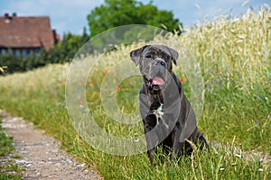 Cane Corso