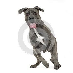 Cane Corso (9 months)