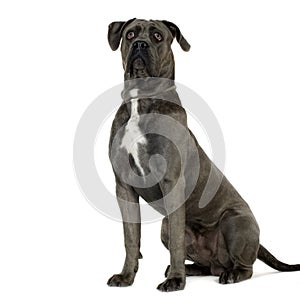 Cane Corso (9 months)