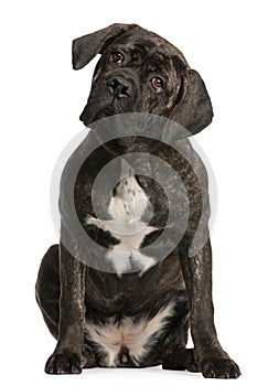 Cane Corso, 9 months old, sitting