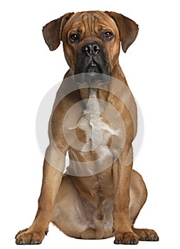 Cane Corso, 9 months old, sitting