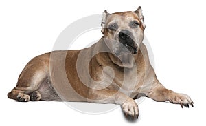 Cane Corso, 9 years old, lying in front of white photo