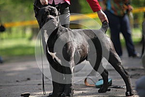 Cane Corso adult dog exhibition moment