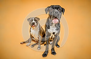 Cane Corso, American Staffordshire Terrier