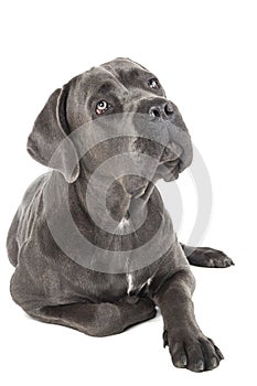 Cane Corso breed dog