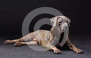 Cane Corso brindle lying on the floor isolated on photo