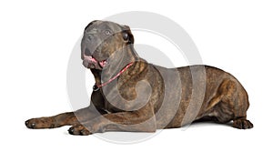 Cane Corso brindle with open mouth lying on the photo