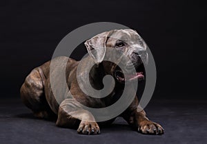 Cane Corso brindle with open mouth lying on the photo