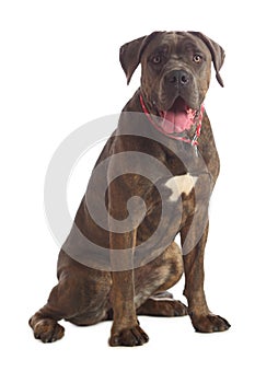 Cane Corso brindle sitting on the floor isolated photo