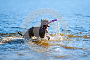 Cane Corso catches the toy in the water