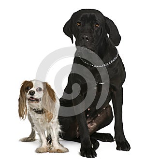 Cane corso and Cavalier king Charles dogs sitting