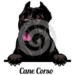 Cane Corso - Color Peeking Dogs - breed face head isolated on white