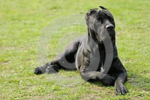 Cane corso dog photo