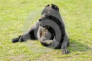 Cane corso dog photo