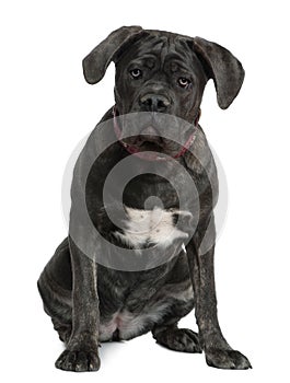 Cane Corso dog, 7 months old, sitting