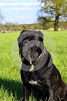 Cane Corso Dog black portreit