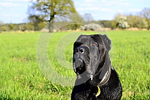 Cane Corso Dog black portreit