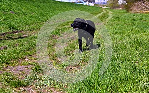 Cane Corso Dog black running