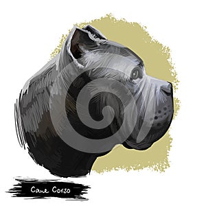 Cane Corso dog breed isolated on white digital art illustration. Italian Mastiff large breed of dog companion, guard and