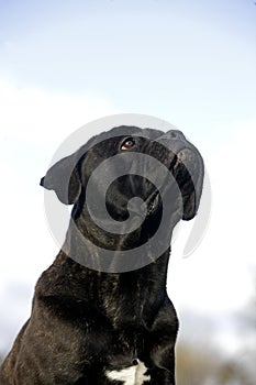 Cane Corso, a Dog Breed from Italie, portrait of Dog