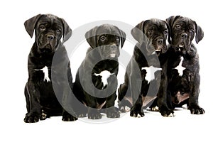 Cane Corso, a Dog Breed from Italie, Puppies sitting against White Background