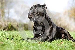 Cane Corso, a Dog Breed from Italy, Adult laying on Grass