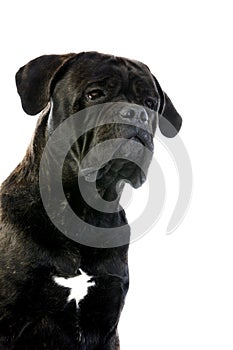 CANE CORSO, A DOG BREED FROM ITALY, PORTRAIT OF ADULT AGAINST WHITE BACKGROUND