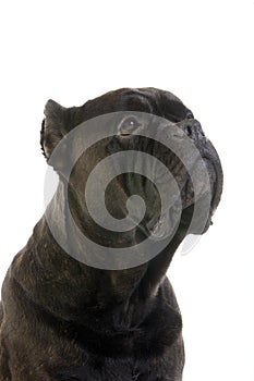 Cane Corso, Dog Breed from Italy, Portrait of Adult Against White Background