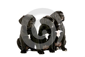 Cane Corso, a Dog Breed from Italy, Puppies sitting against White Background