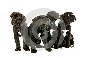 Cane Corso, a Dog Breed from Italy, Pups sitting against White Background