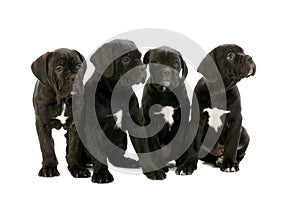CANE CORSO, A DOG BREED FROM ITALY, PYPPIES SITTING AGAINST WHITE BACKGROUND