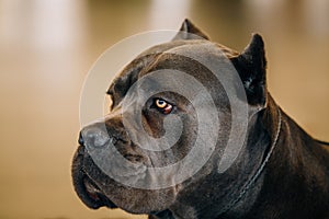 Cane Corso Dog Close Up Portrait