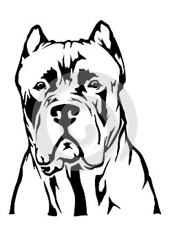 Cane corso dog head