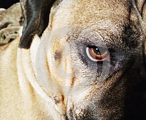 Cane corso dog, italiano mastif. Dog look, half face.