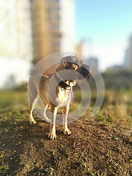 Cane corso dog, italiano mastif, Ulanta Bel, 2 year. Ukraine, Odessa.