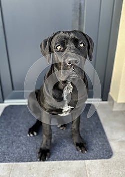 Of a Cane Corso dog looking directly at the camera