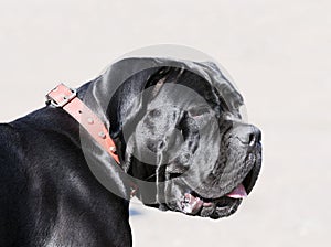 Cane Corso dog portrait