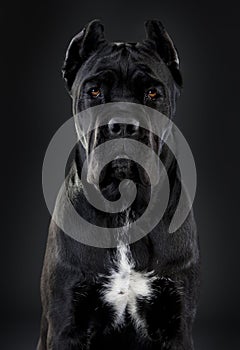 Cane corso dog photo