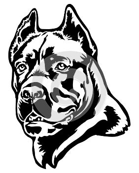 Cane Corso dog portrait vector illustration on white.