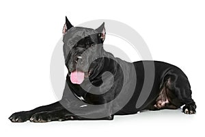 Cane Corso dog resting on a white background photo