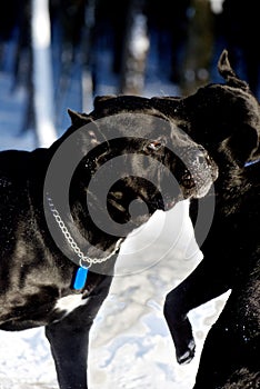 Cane Corso dog`s facial expression