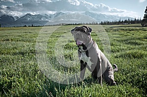 Cane corso dog sitting on green grass against the backdrop of the mountain landscape of the autumn Altai