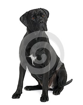 Cane Corso dog, sitting and looking away