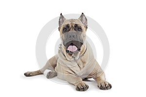 Cane Corso dog on white background