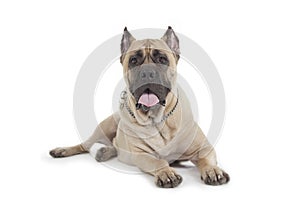 Cane Corso dog on white background photo