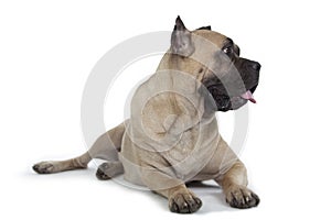 Cane Corso dog on white background