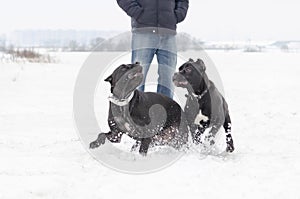Cane Corso. Dogs play with each other.