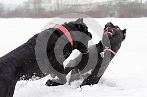 Cane Corso. Dogs play with each other.