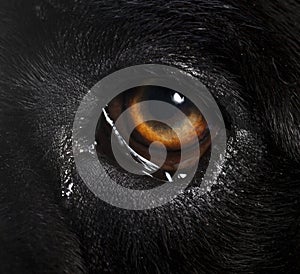 Cane corso eye