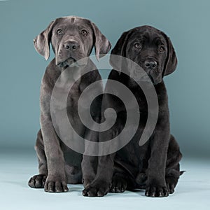 Cane Corso friends